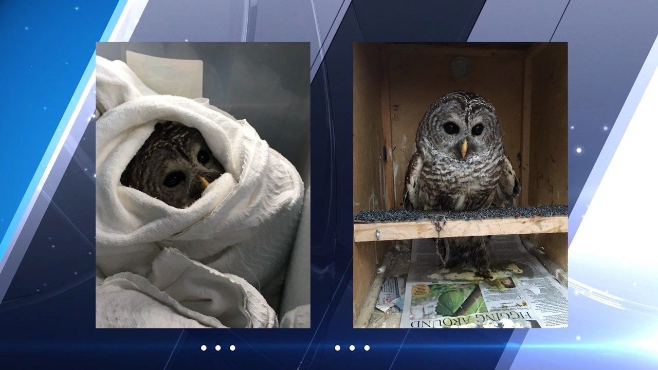 Courtesy of the Whately Police Department.