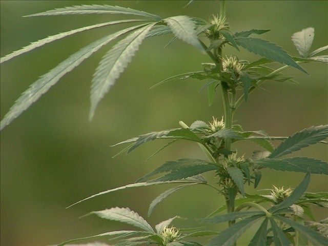 Businessman Seeks To Lease Former Movie Theater For Pot