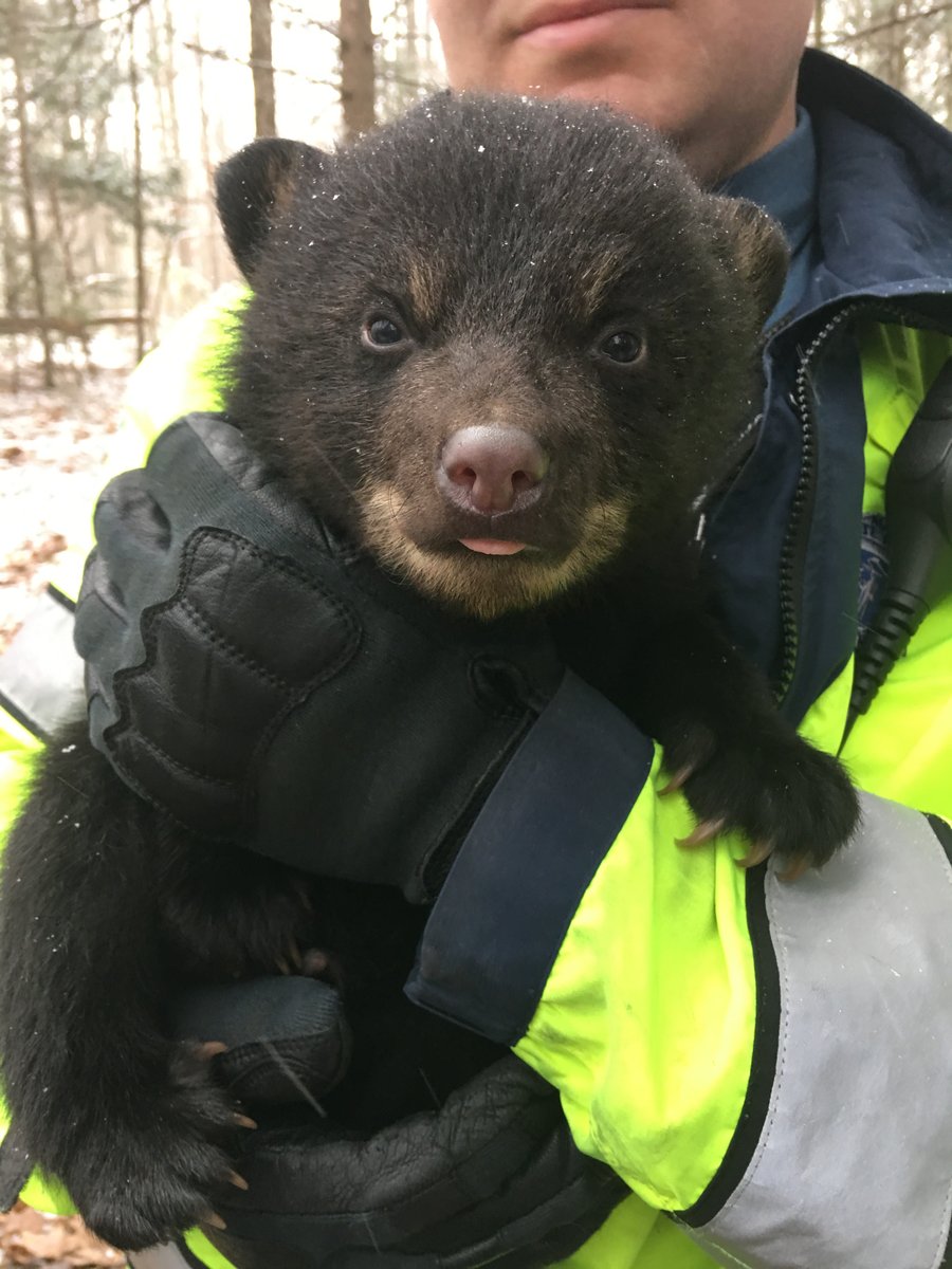 Massachusetts State Police: Trooper saves bear, 2 cubs - ABC6 ...