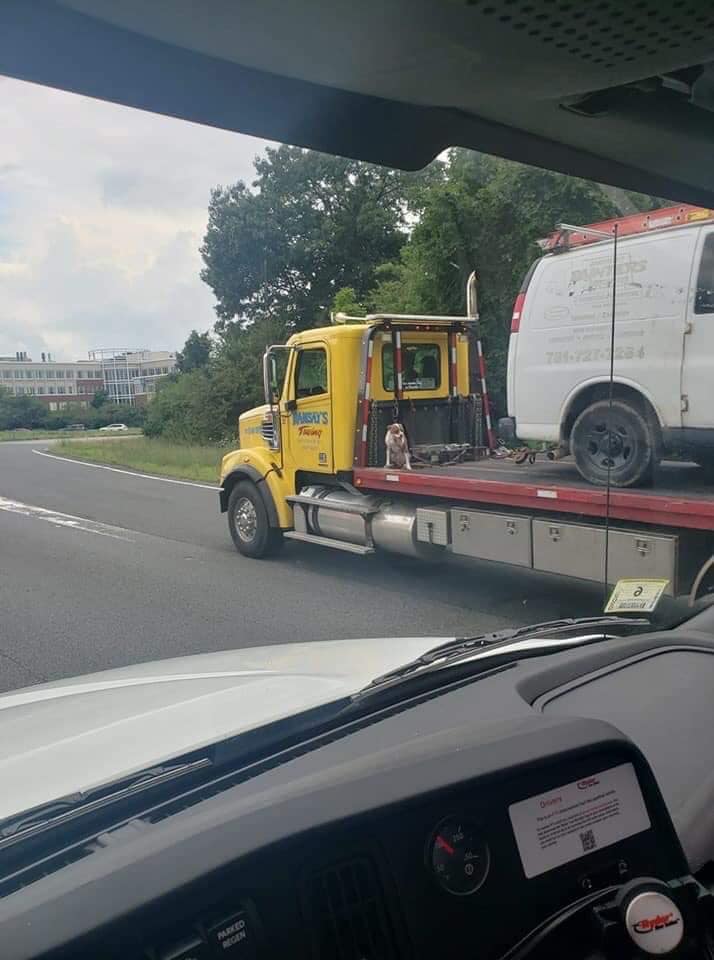 State Police investigating dog photographed on back of tow truck - ABC6