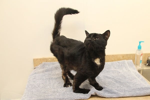 Severely deformed cat left for dead - ABC6 - Providence, RI and New ...